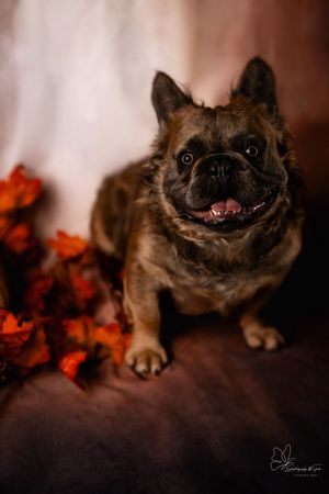Small brown dog smiling at camera with fall decorations in background in Williston, North Dakota.