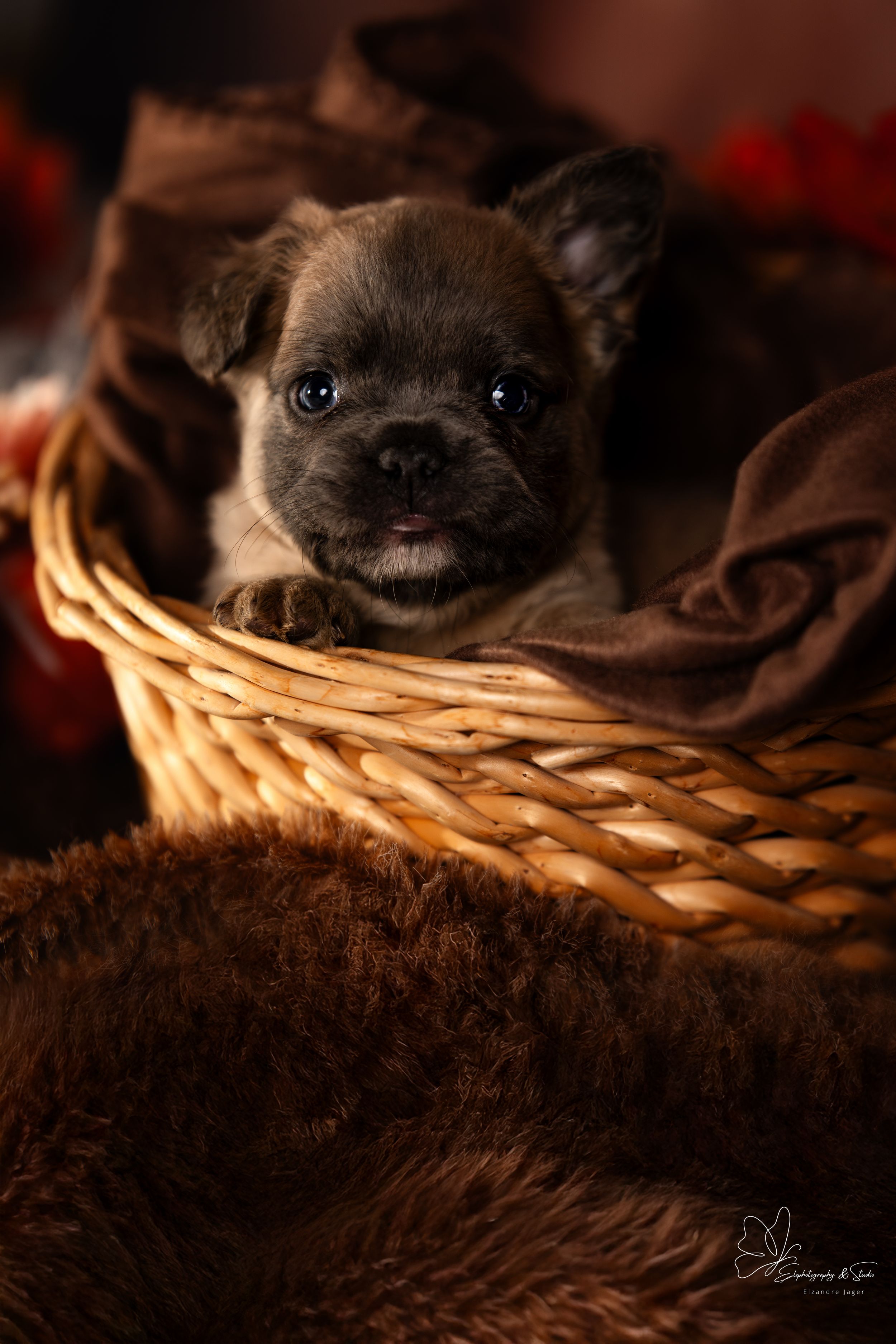 A small black Chihuahua puppy peeks out from a cozy wicker basket against a dark brown background in Williston, North Dakota.