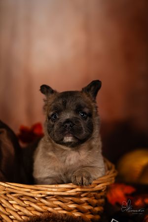 A brown Siamese cat with dark features peeks over the edge of a woven wicker basket in a warm-toned setting in Williston, North Dakota.