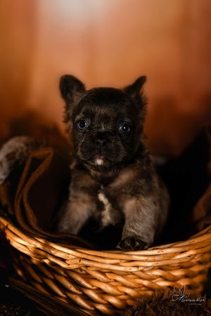 A black Frenchie puppy rests in a woven basket with warm lighting creating a cozy, artistic series of portraits in Williston, North Dakota.