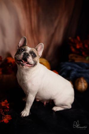 A smiling French Bulldog sits posed against a dark background with autumn decorations and fall leaves in Williston, North Dakota.