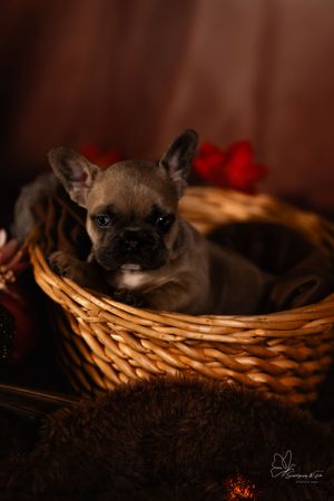 Cat resting in wicker basket with moody dark lighting and fall decor in Williston, North Dakota.