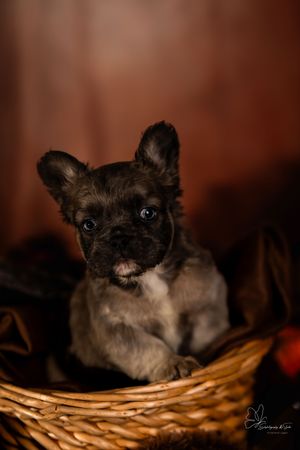 A sequence of close-up shots showing a black and white kitten sitting in a woven basket against a dark brown background in Williston, ND.