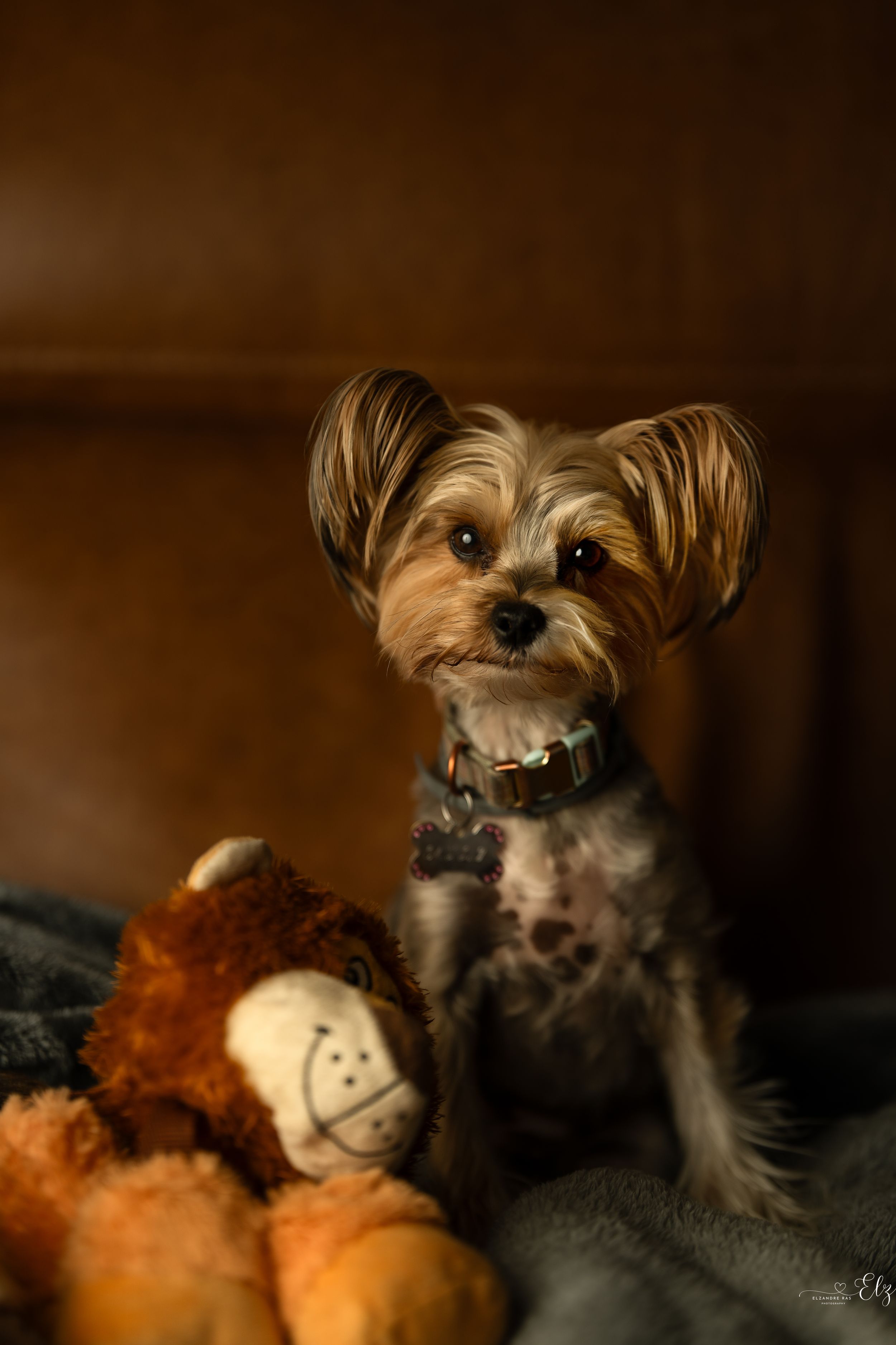 Small Yorkshire Terrier dog lying down with a stuffed toy in warm lighting in Pierre, South Dakota.