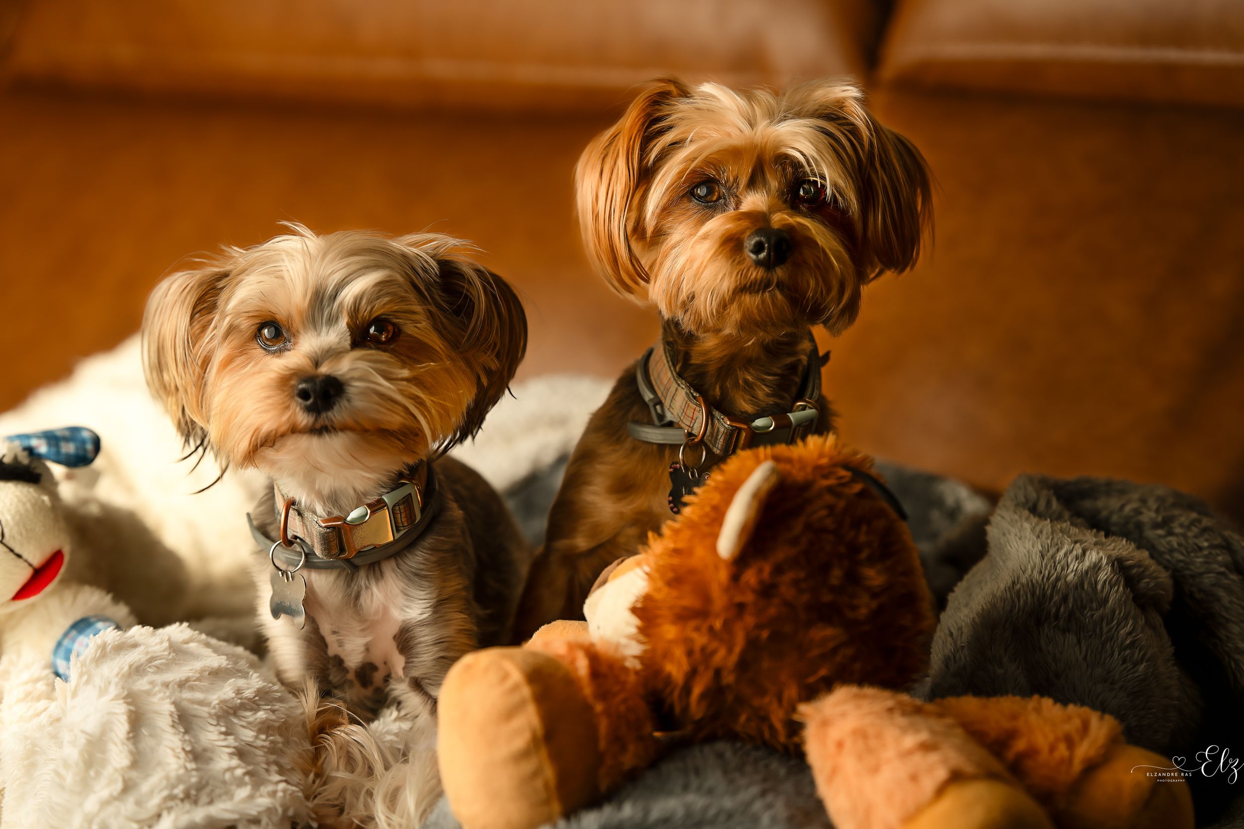 Dog lifestyle photos taken at the client's home. Two puppies sitting on couch with toys and cozy blankets surrounding them in Pierre, SD.