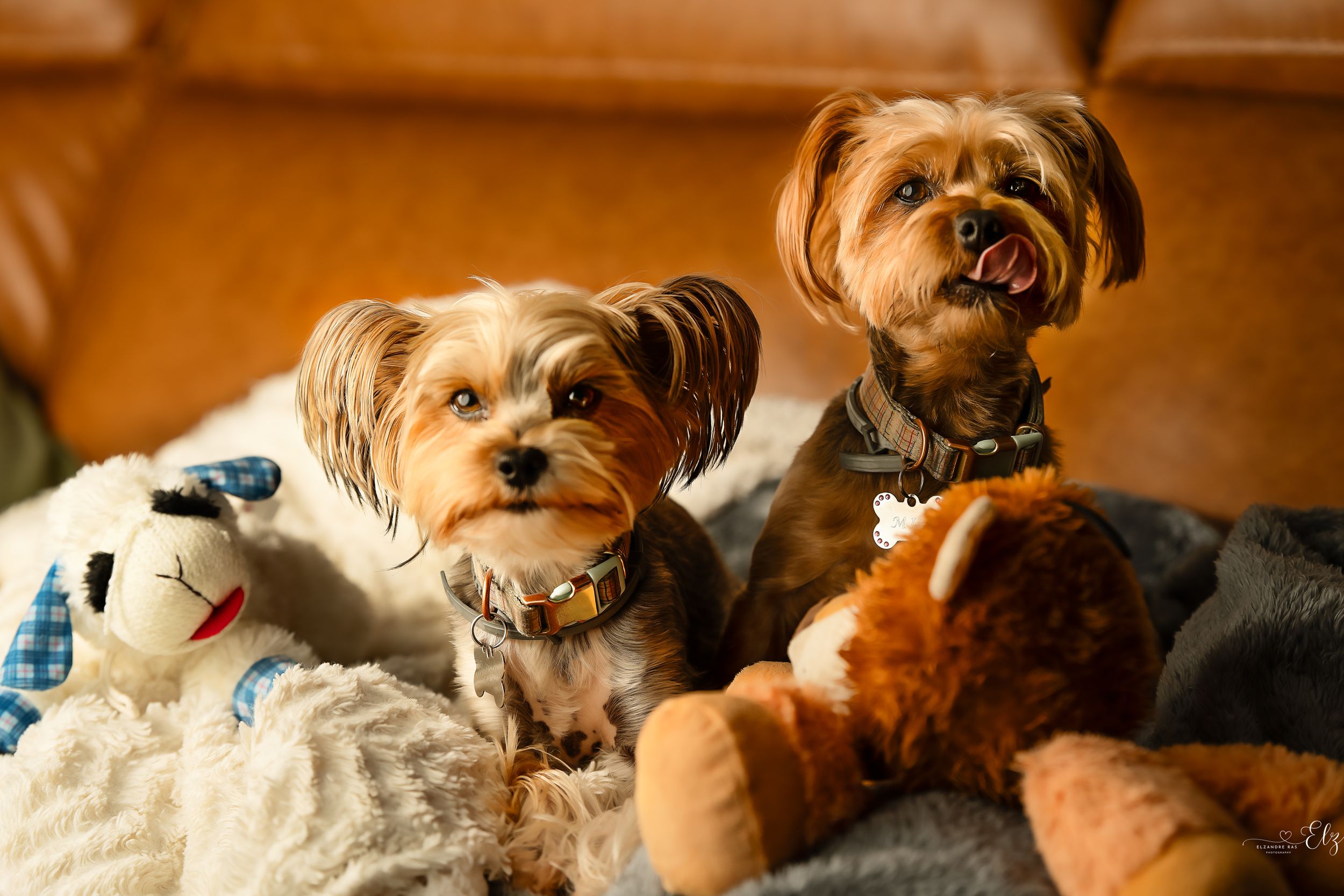 Yorkshire Terrier relaxing with plush toys on soft bedding in Pierre, South Dakota.