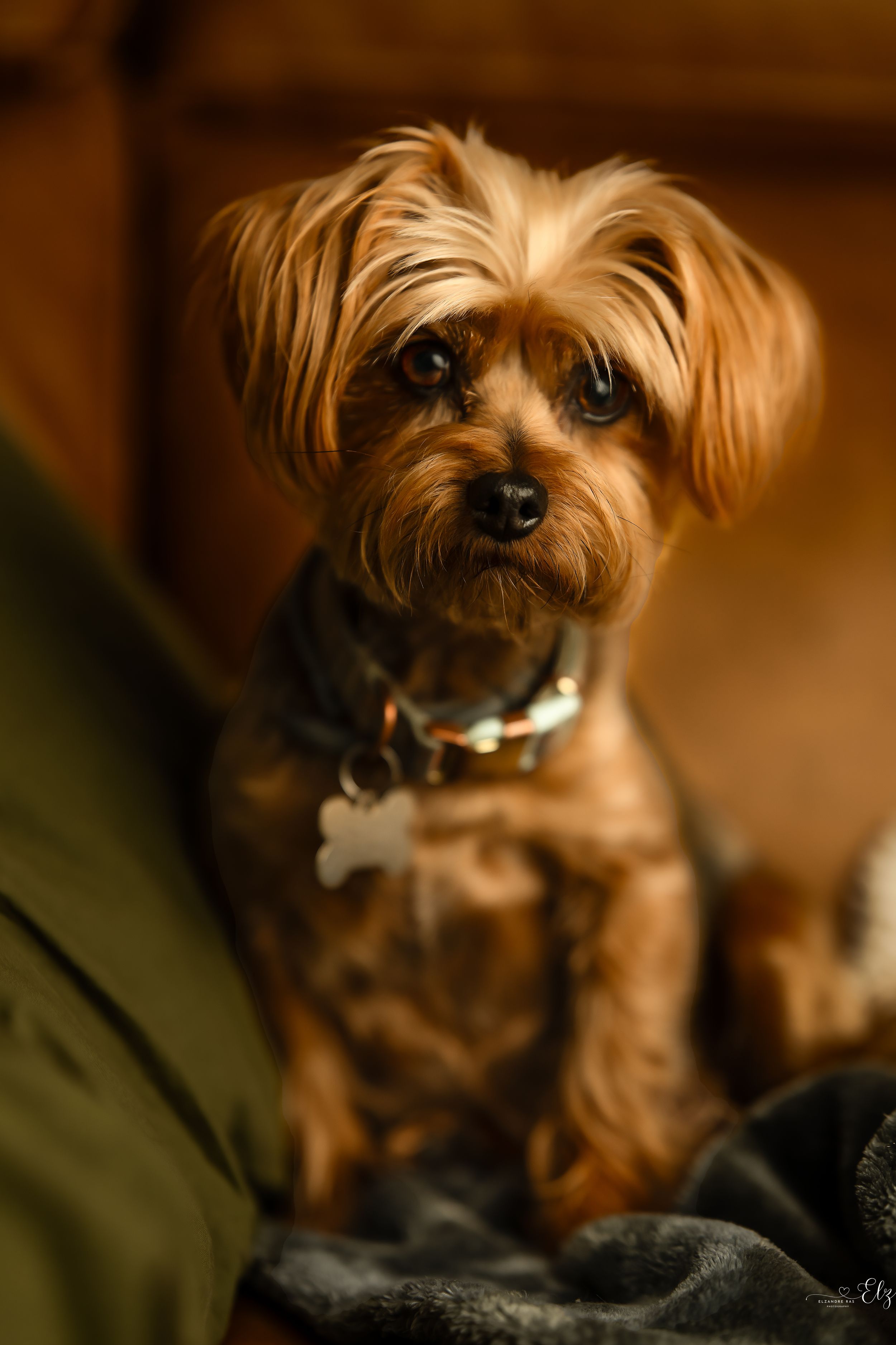 Close up portrait of a Yorkshire Terrier with fluffy ears in warm lighting in Pierre, South Dakota.
