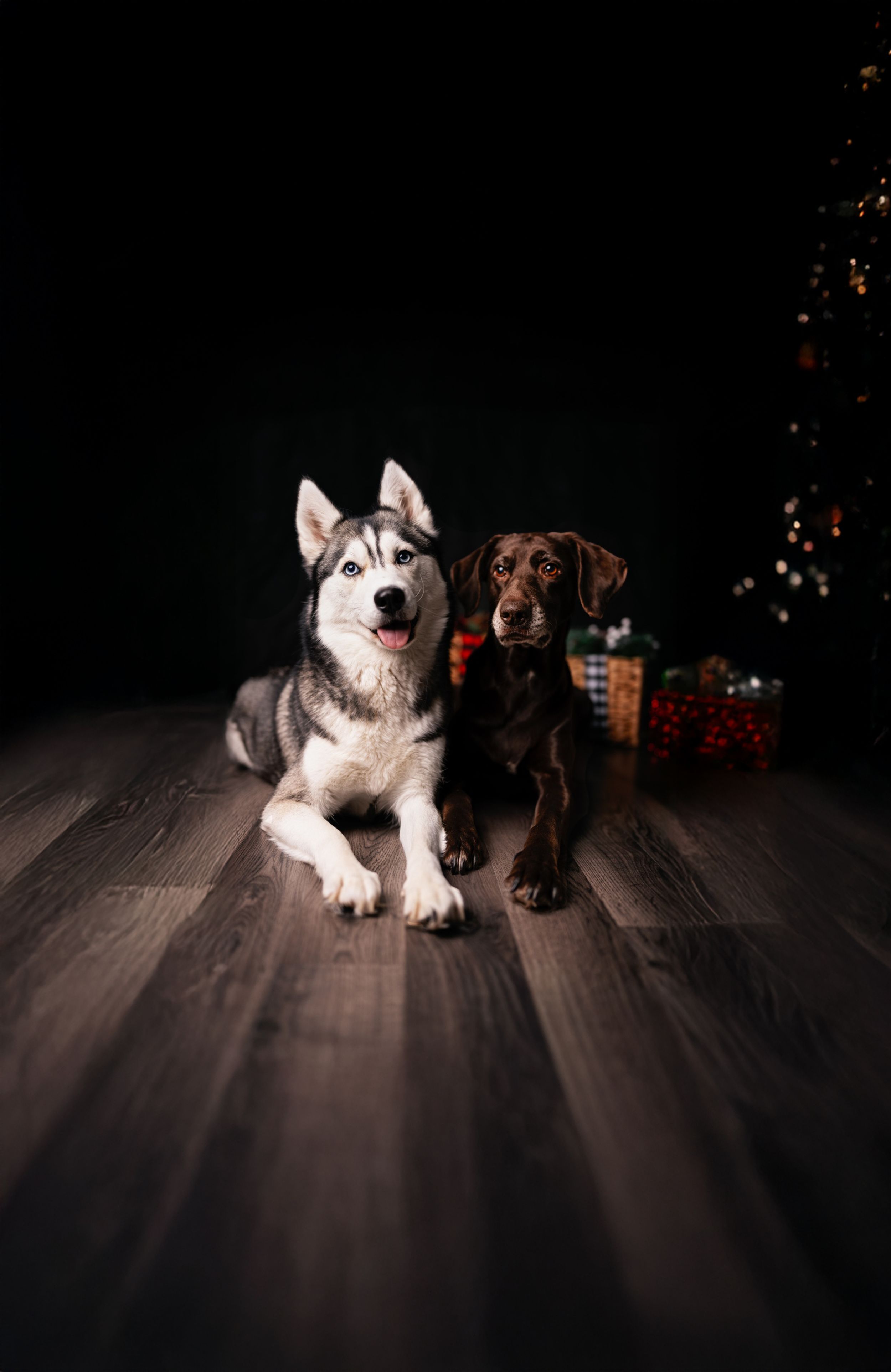 Ekho and Sadie, laying down for their Christmas photos. Presents in the background, in a studio setup in Williston, North Dakota.