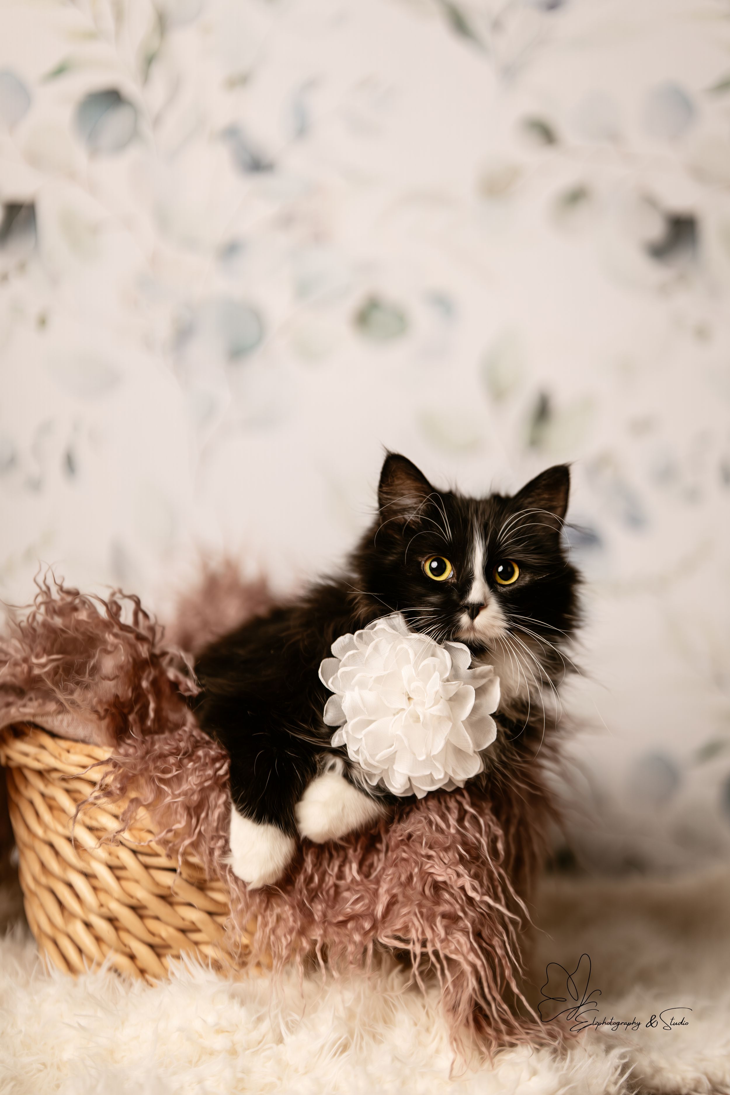 Long-haired tuxedo cat with white flower accessory posing in wicker basket in Williston, North Dakota.