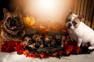 Pets posed with autumn decorations and pumpkins in warm studio lighting in Williston, North Dakota.