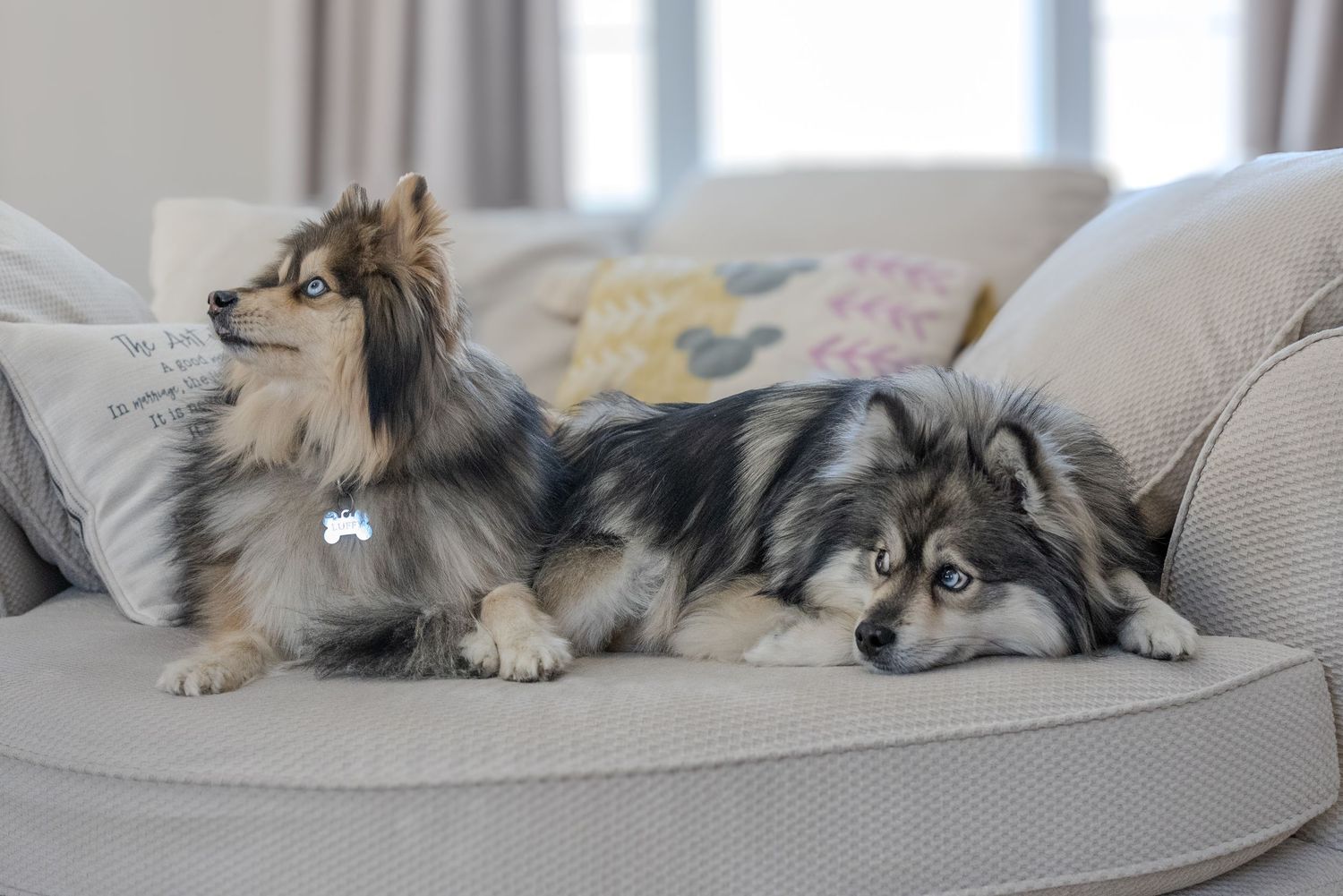 Pomsky dogs