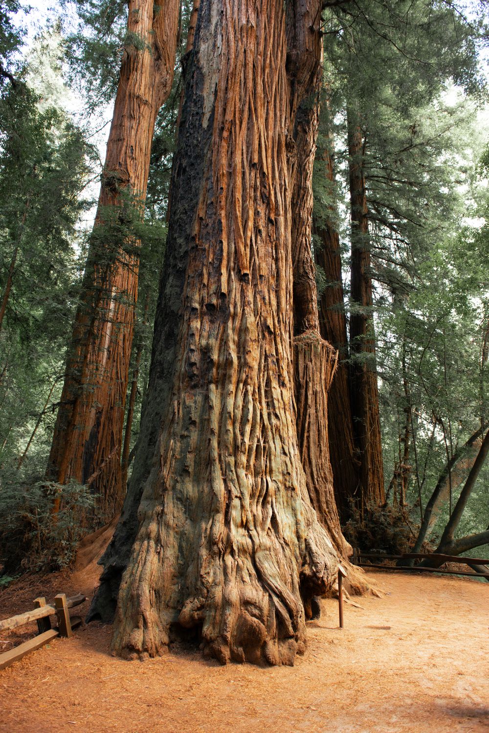 Massive sequoia tree trunks tower in a California forest with sunlit dirt paths winding between their ancient bases.