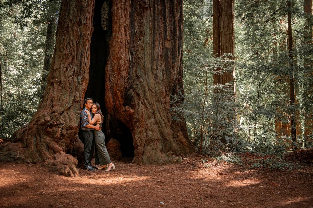 Couple embracing inside a giant redwood tree hollow in a lush forest.