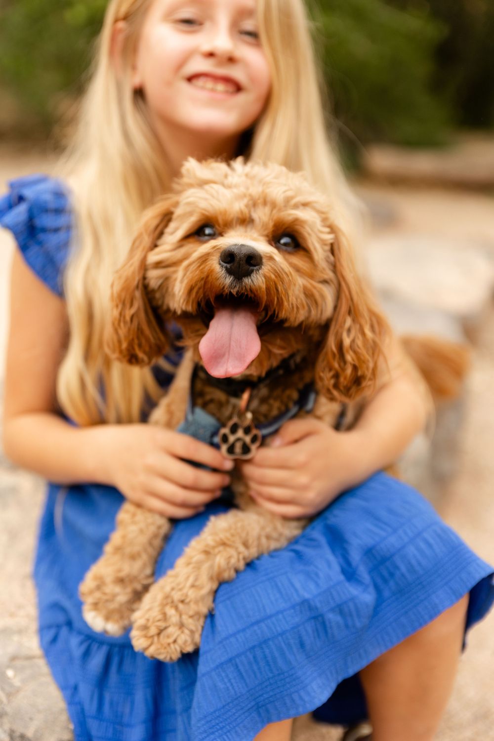 a sandy colored doodle puppy with tongue out sitting on a girls lap. she's wearing a blue dress smiling. focus is on the dog