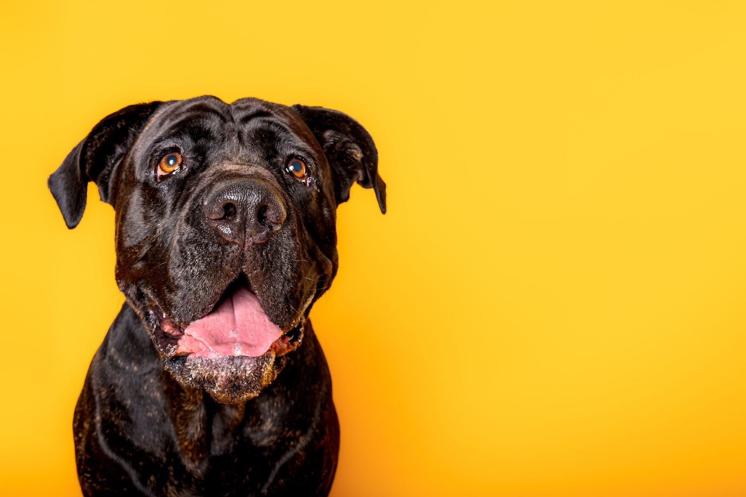 Roman dog, black italian mastiff or cane corso, by Poole, Bournemouth and Dorset wedding photographer "kris the photographer"