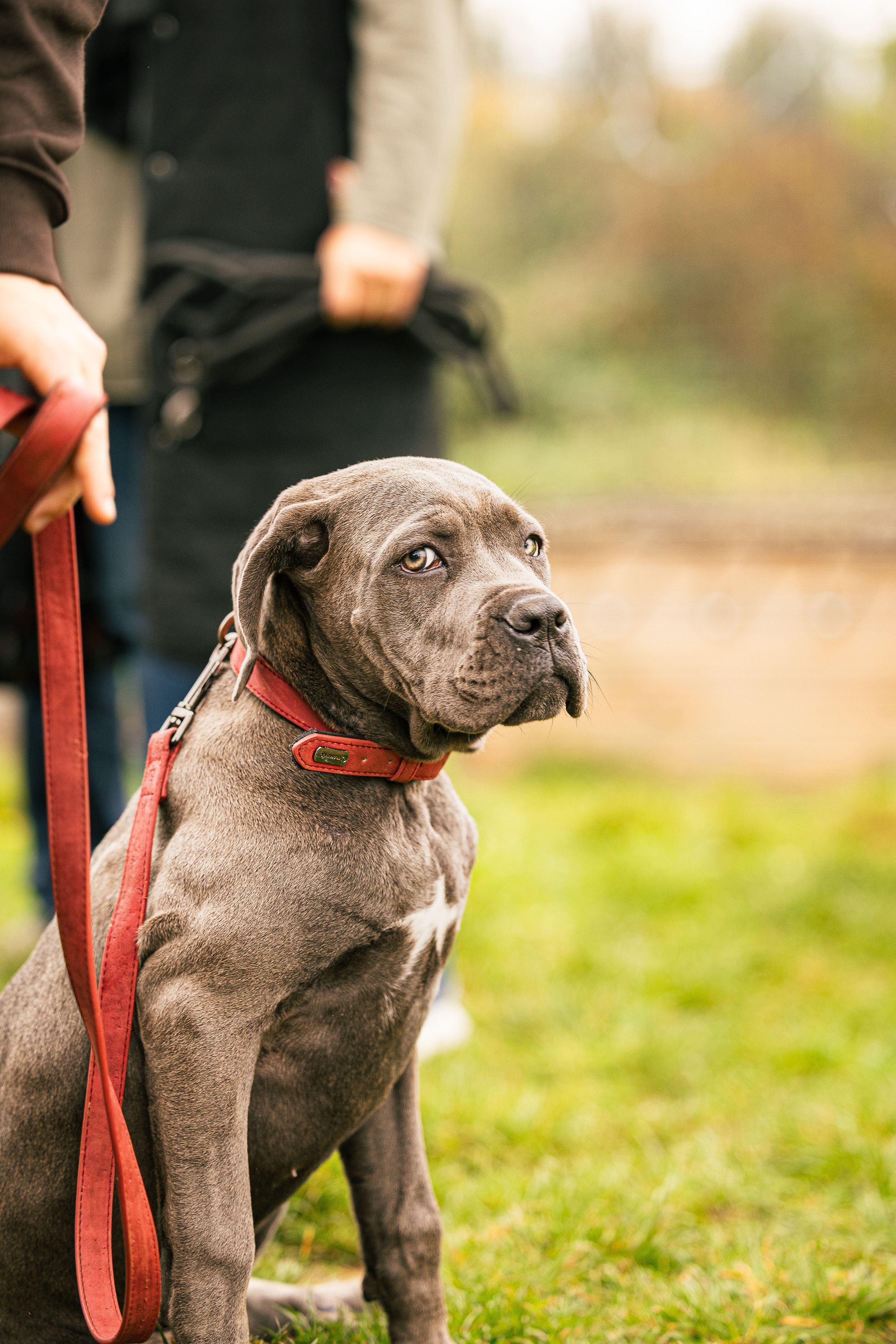 chiot cane corso avec son collier rouge en plein automne a calais