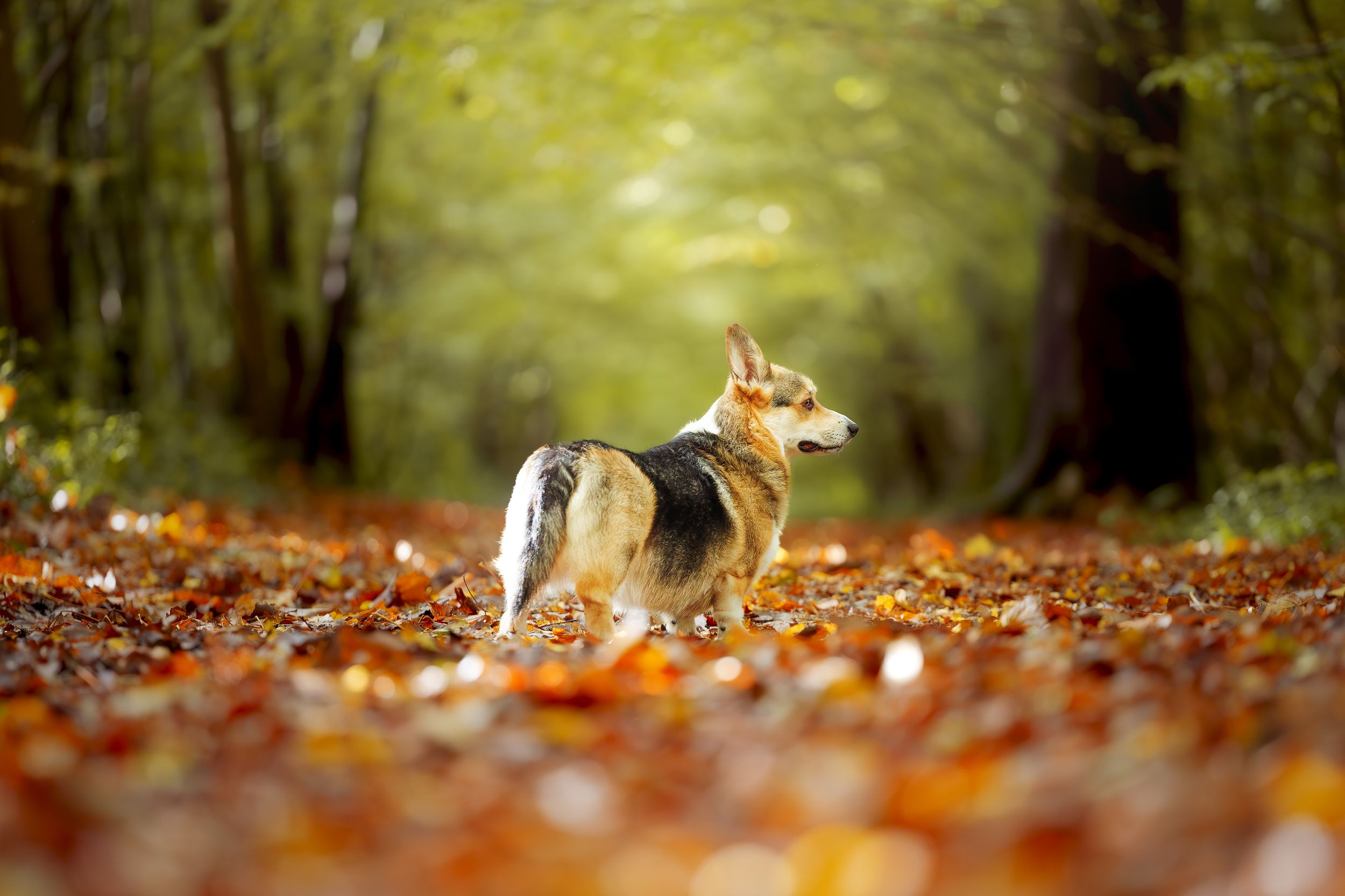 jeune corgi qui prend la pose dans la foret un apres midi sur la cote d'opale
