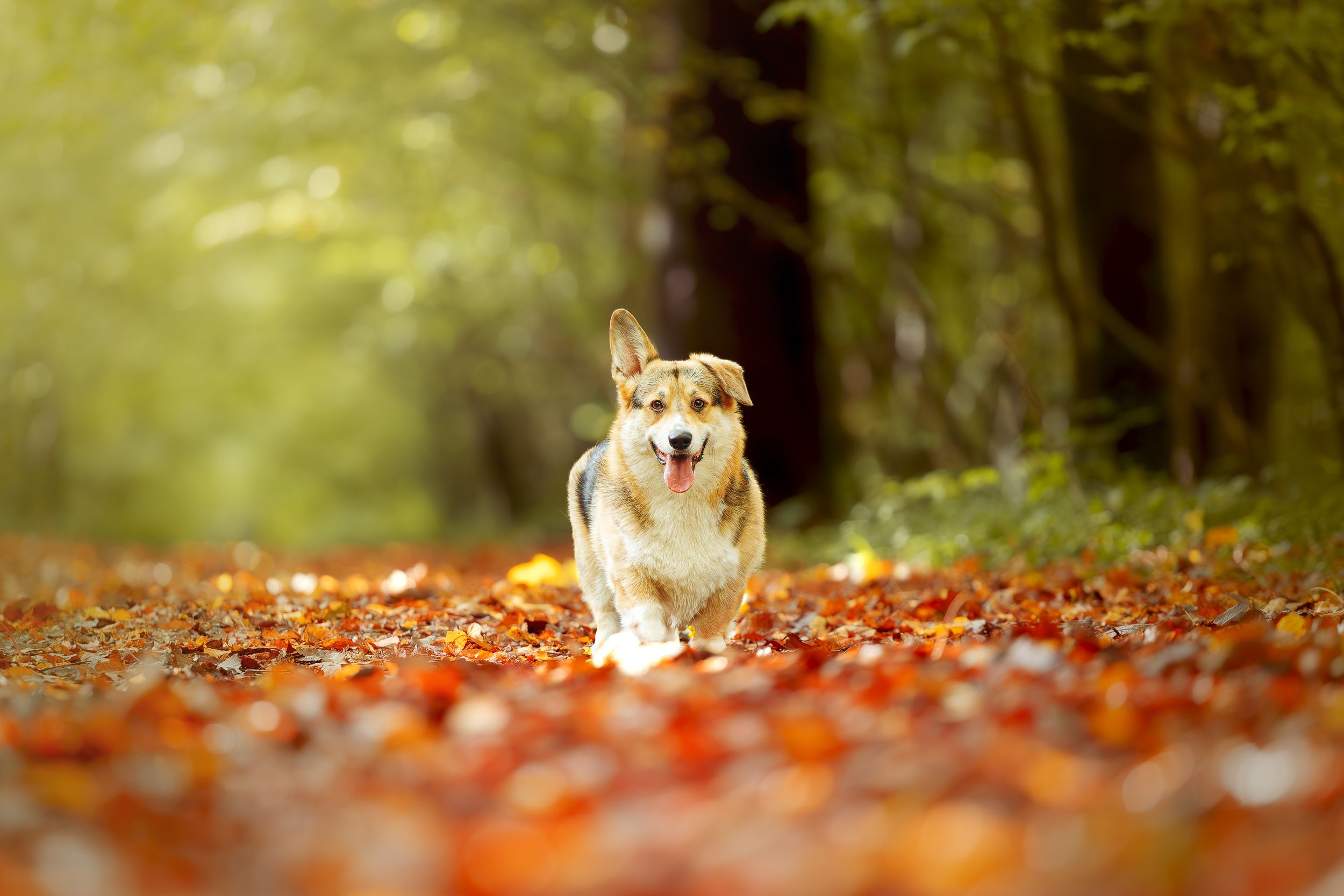 jeune corgi qui prend la pose dans la foret dans le 62