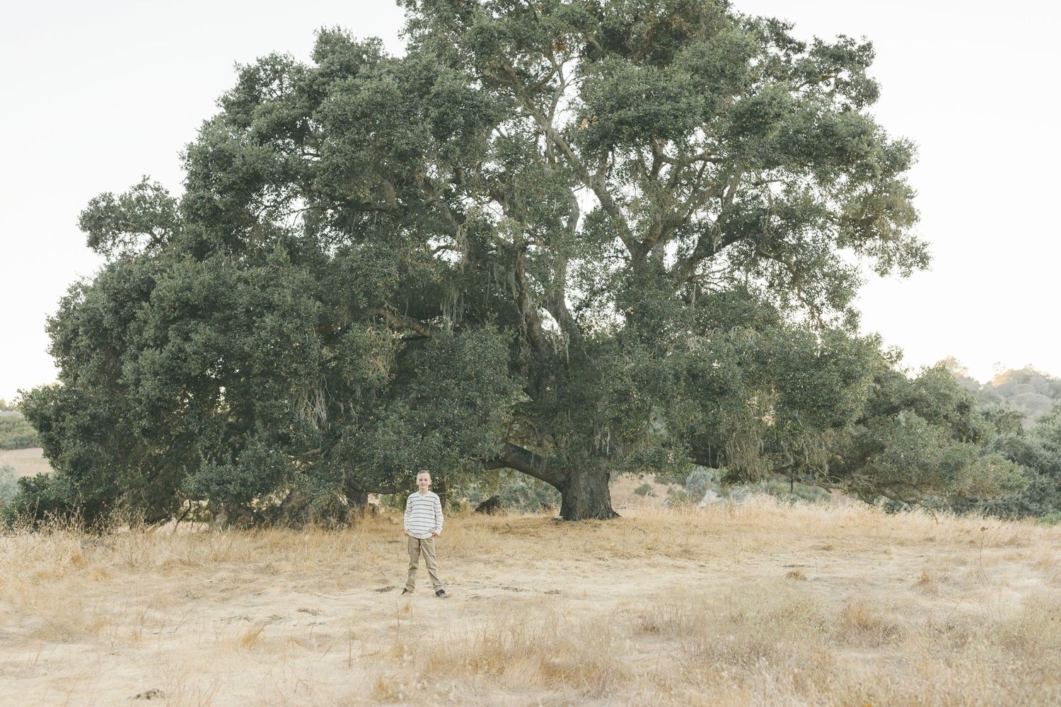 A panoramic view of rolling hillsides dotted with oak trees in a dry California landscape during summer.Film by Chelsee Rawe Photography