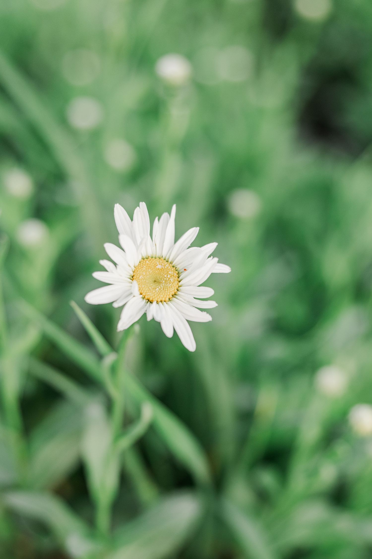 White daisy flowers in soft focus against blurred green natural background.