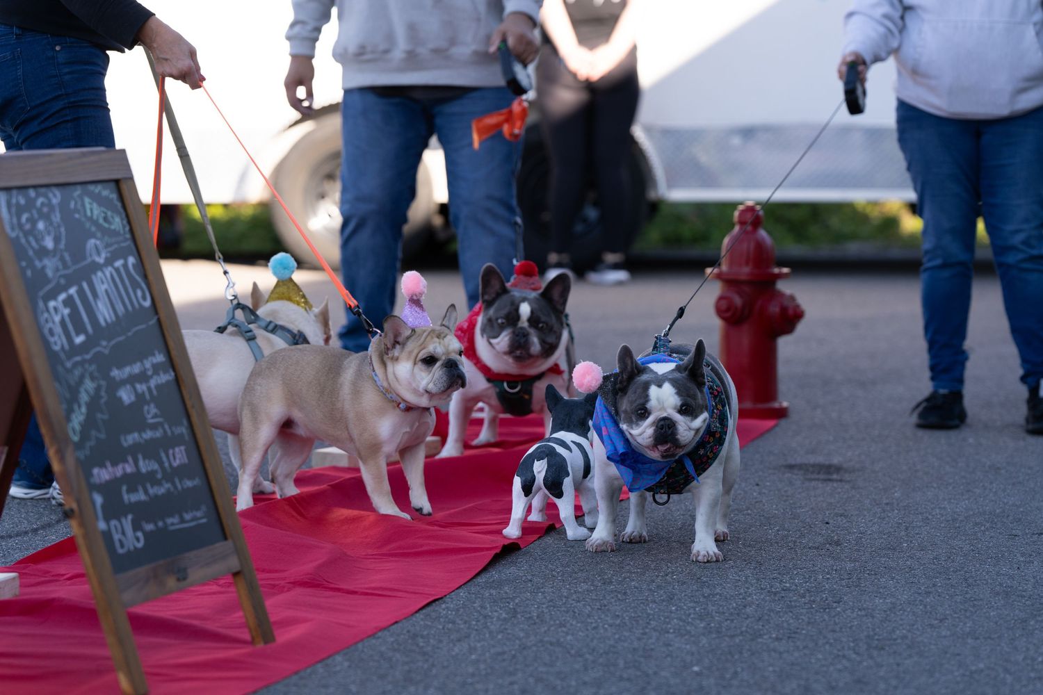 Dogs and their owners gathering at an outdoor event with red carpet and chalkboard signs.