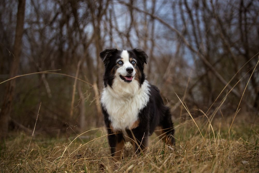 Black tri color Australian Shepherd standing in a field with trees in the background