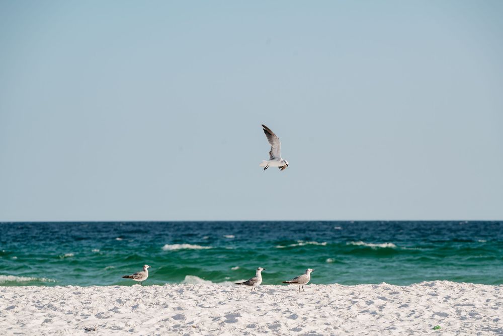 Seagull soaring over turquoise ocean waves against a clear blue sky on a sunny day.