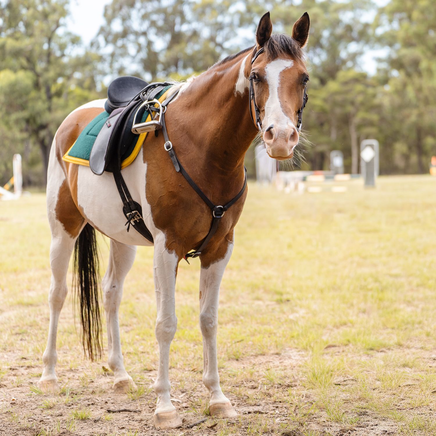 Brown and white paint horse with tack stands in a grassy field with pine trees in the background during a horse photoshoot in Sydney