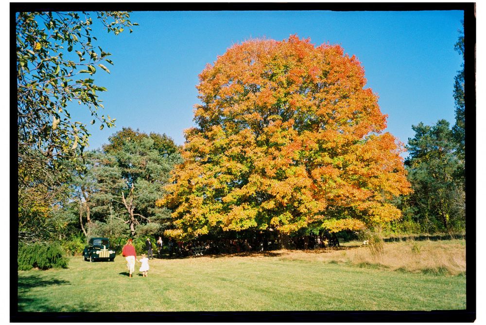 A giant orange treen changes color during this October wedding in Kennebunk, Maine. The guests gather under the tree for their ceremony.