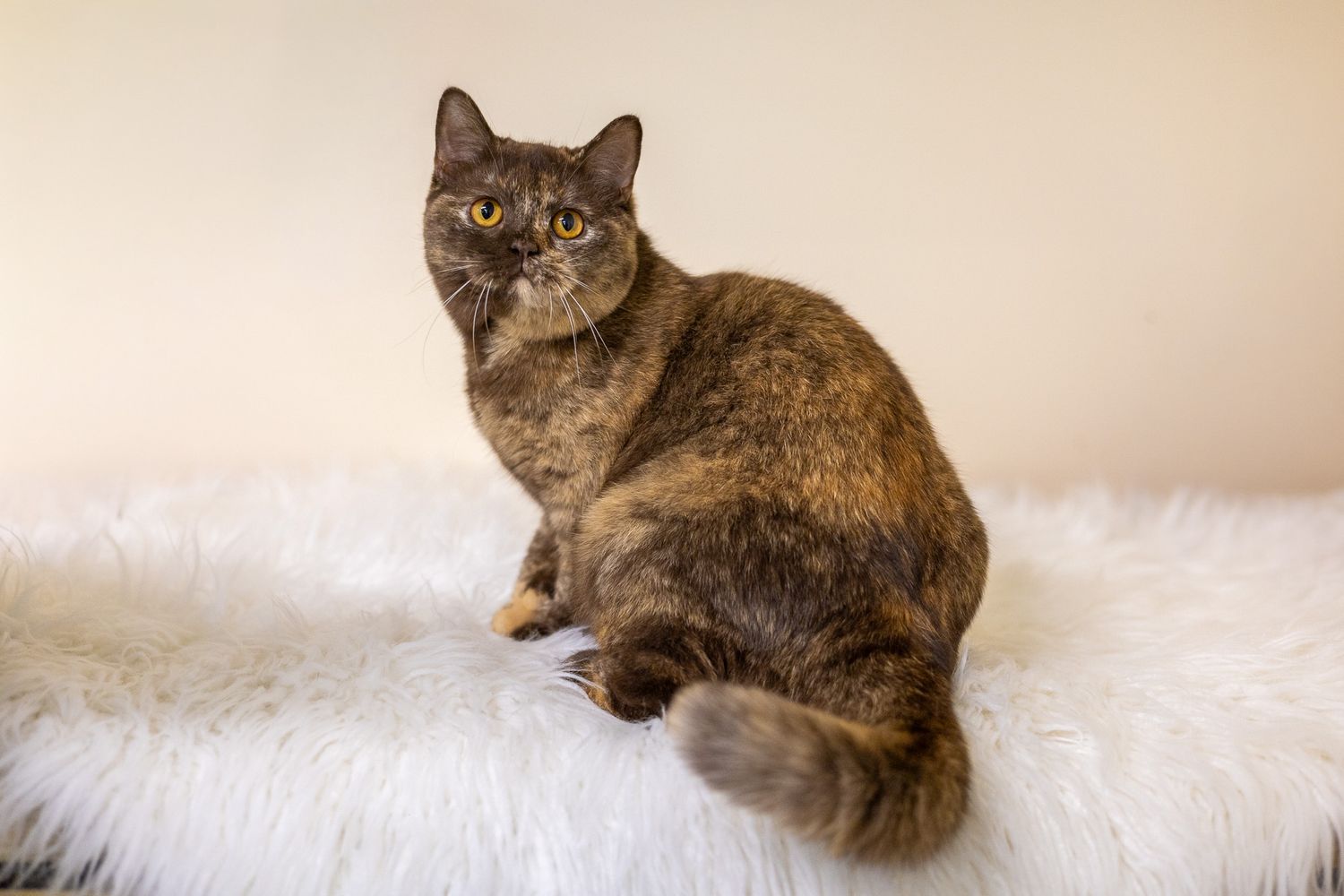 A regal British Shorthair cat with grey fur sits elegantly against a dreamy green background.