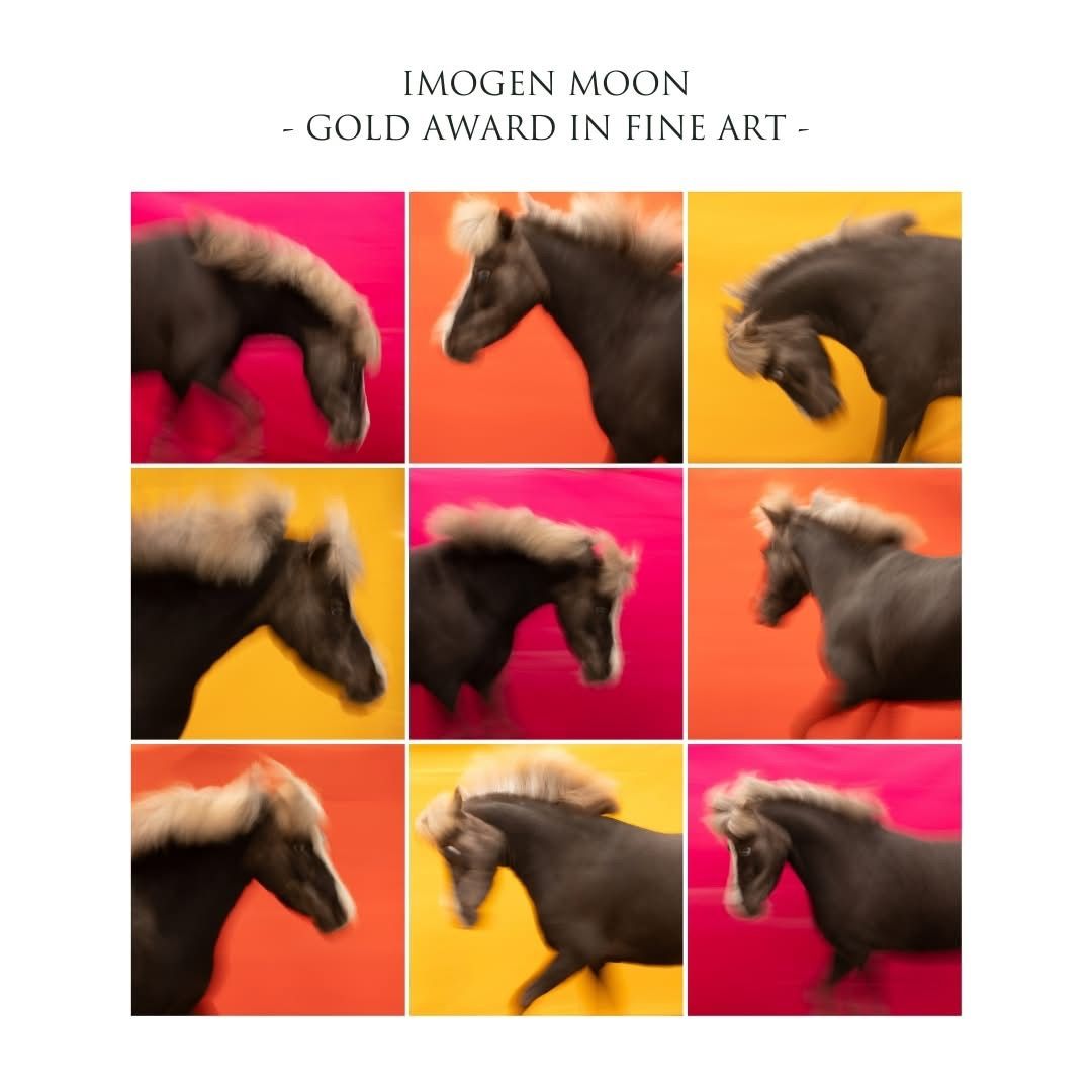 Black dachshund dog poses playfully against vibrant pink and orange backgrounds in artistic photo collage.