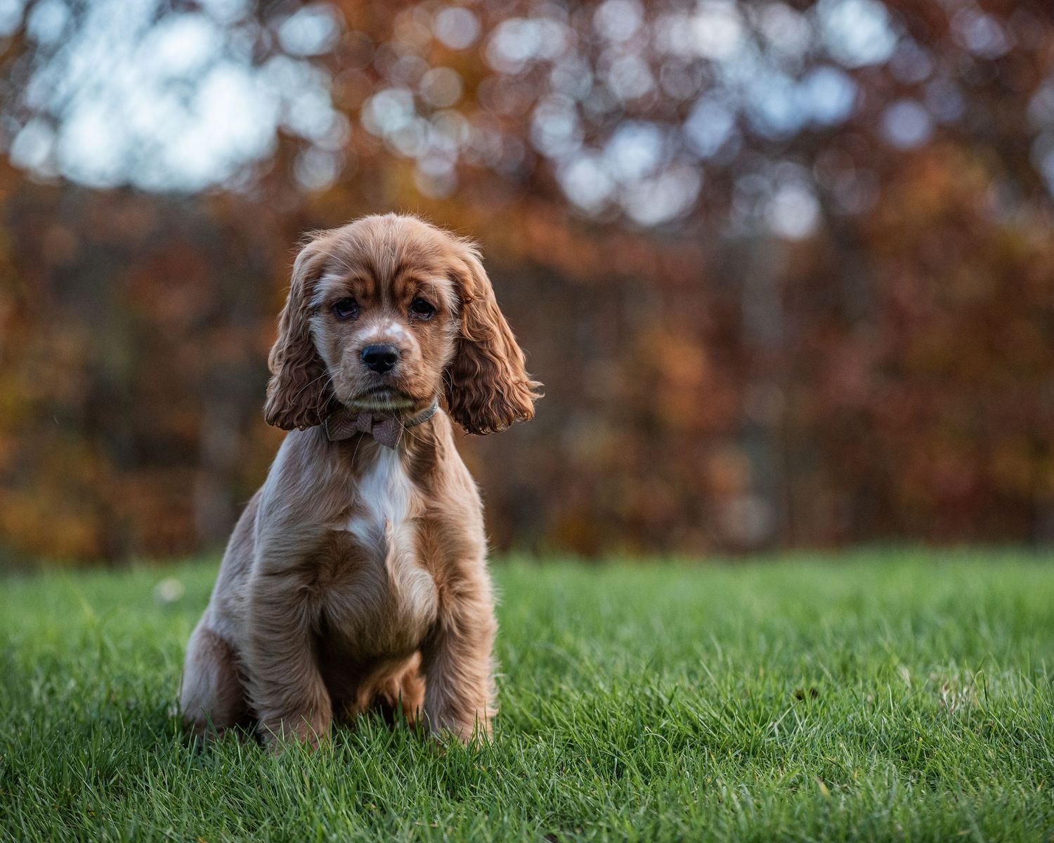 Red working cocker spaniel puppy, Ruby during puppy canine photoshoot during winter in Essex