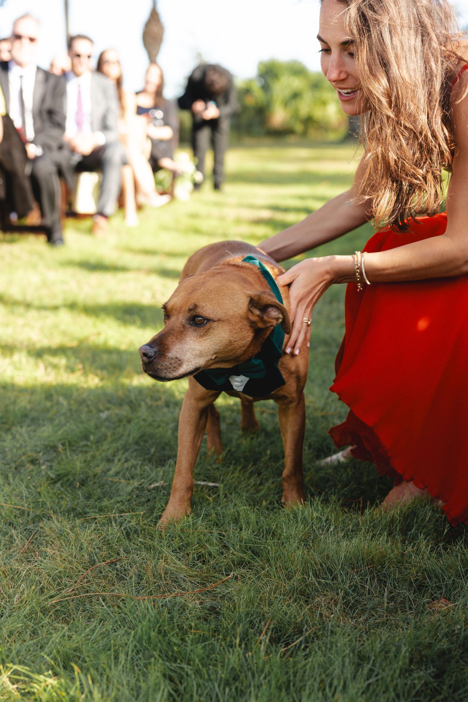 A brown dog sits on green grass while being petted during an outdoor event.