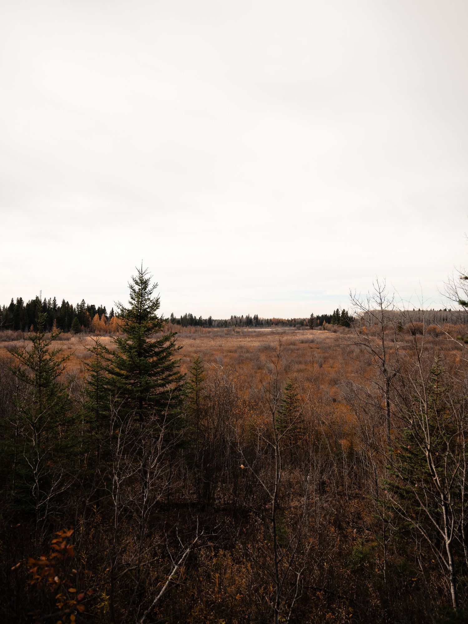 Autumn landscape of brown rolling hills and evergreen trees under an overcast sky.