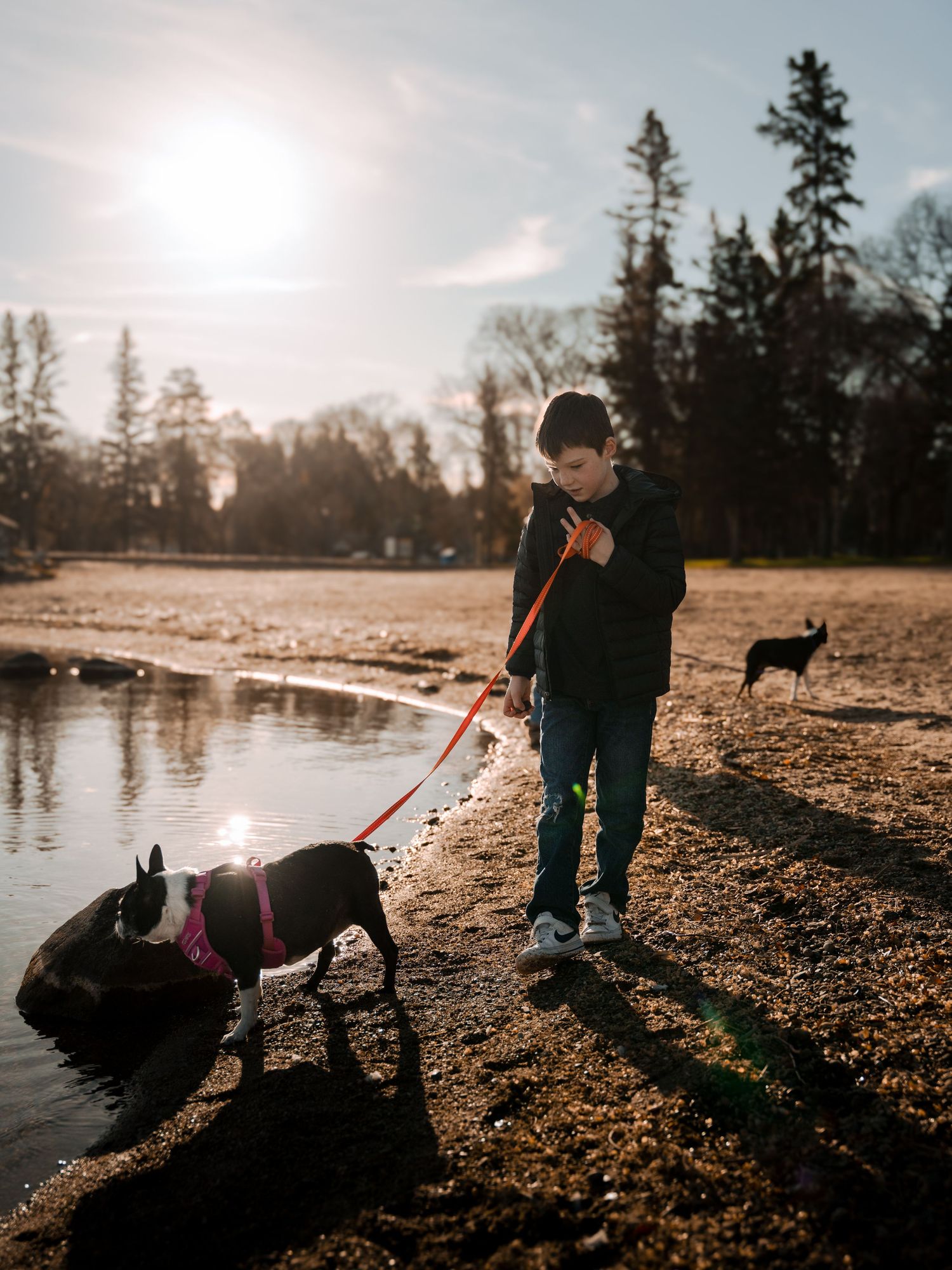 Dog walking along shoreline with reflections in the water at sunset.