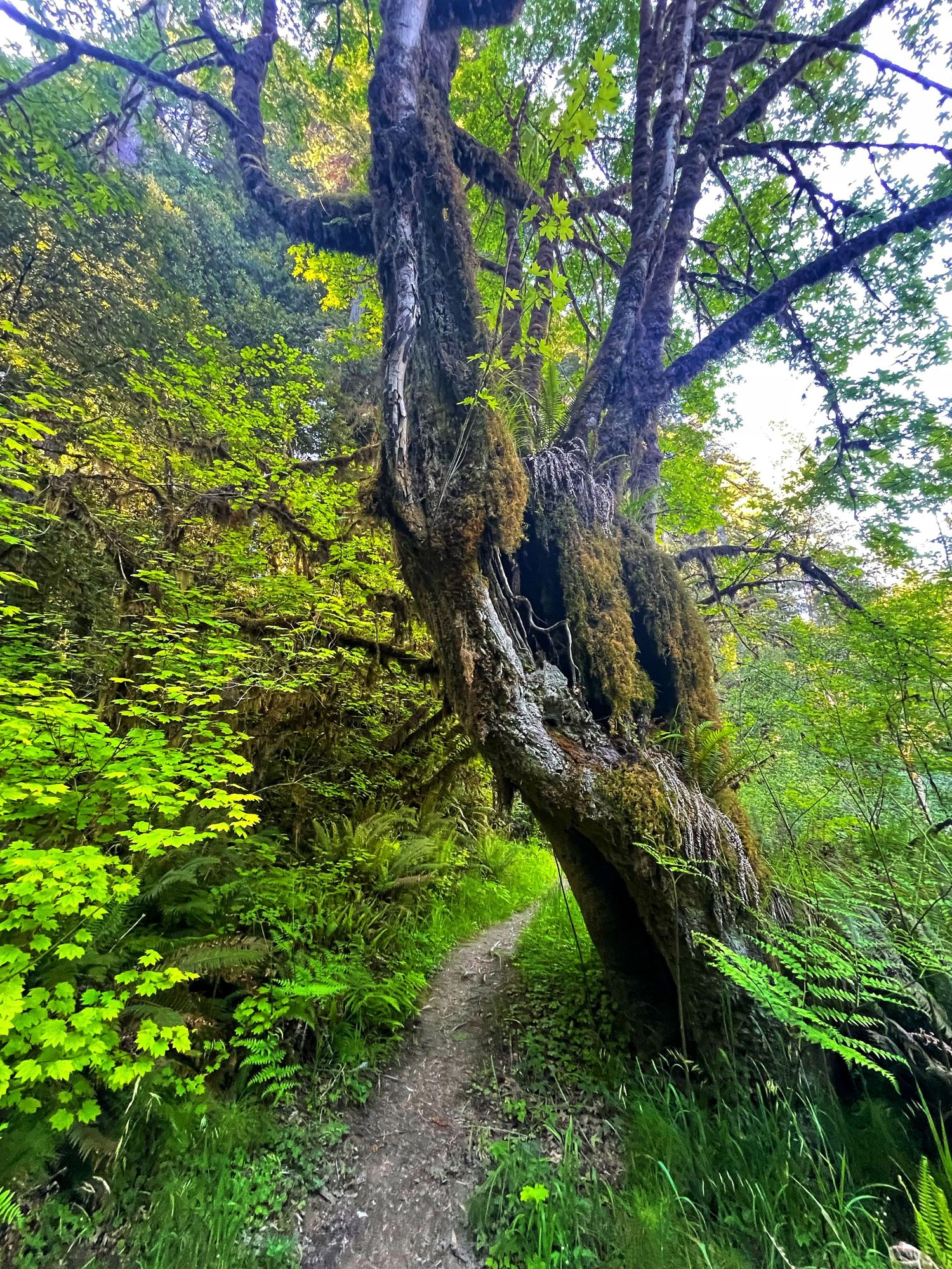 Narrow hiking trail curves alongside mossy cliff walls through dense green forest vegetation.