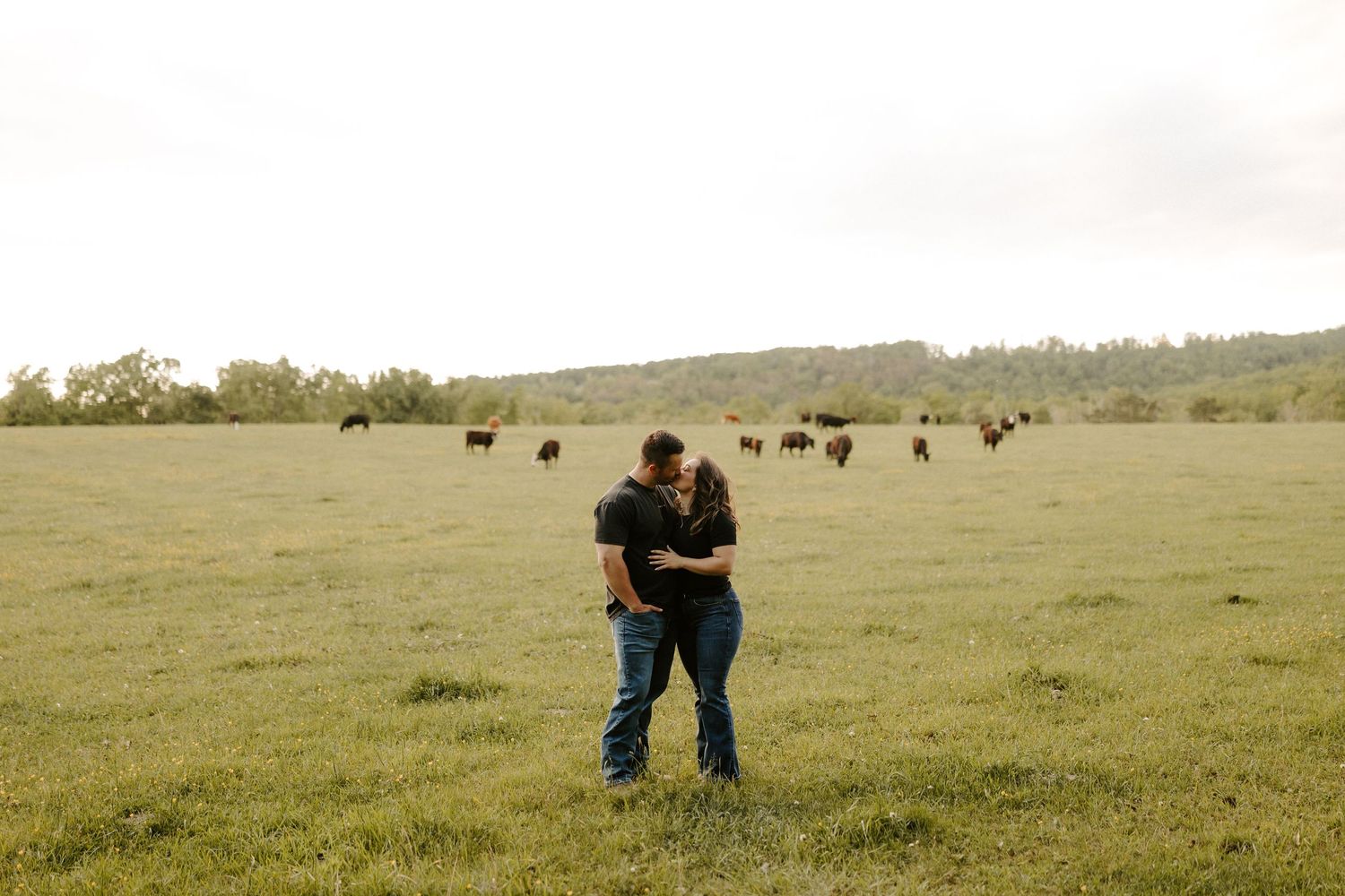 Engaged couple kisses on a farm with cows in the distant background.