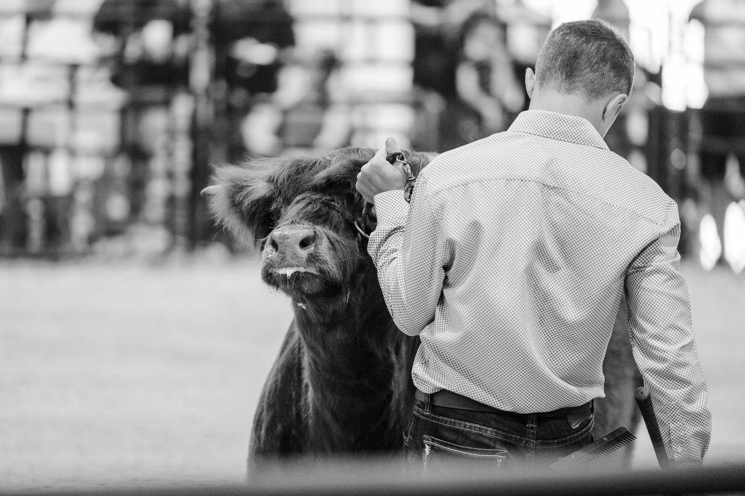Young boy in pink shirt showing a sheep at an indoor livestock competition on a sawdust floor.