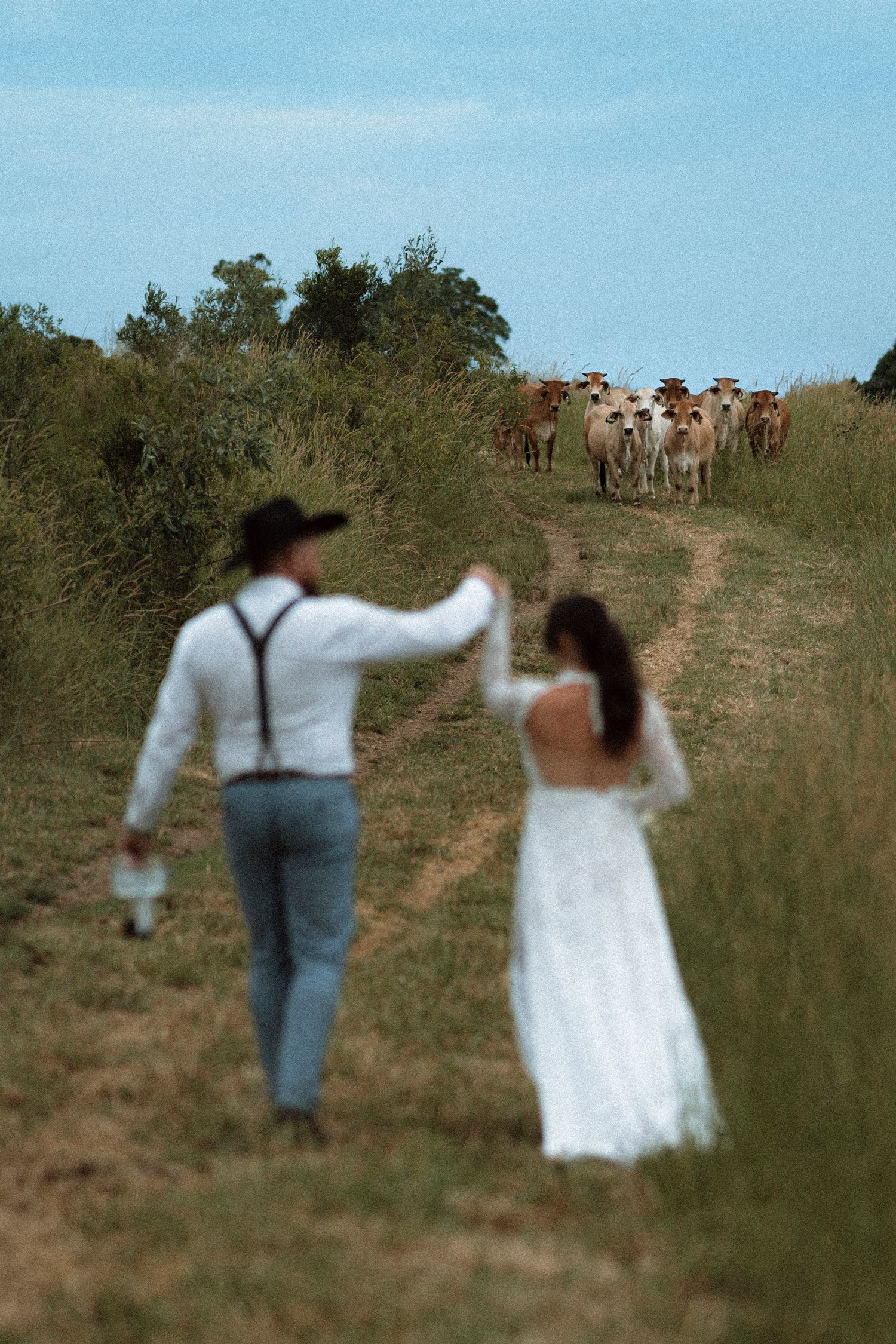 A bride in white gown and groom in cowboy hat hold hands on a rural path with cattle approaching in the background.