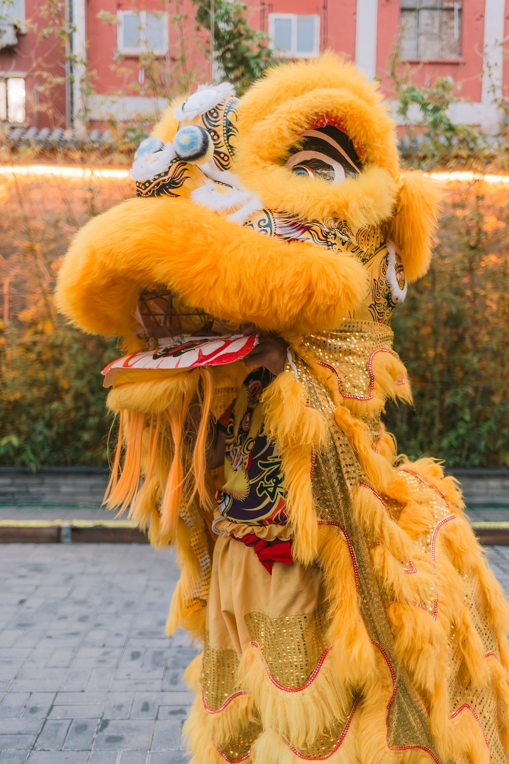 Vibrant yellow Chinese lion dance costume performed outdoors during a traditional cultural celebration festival.