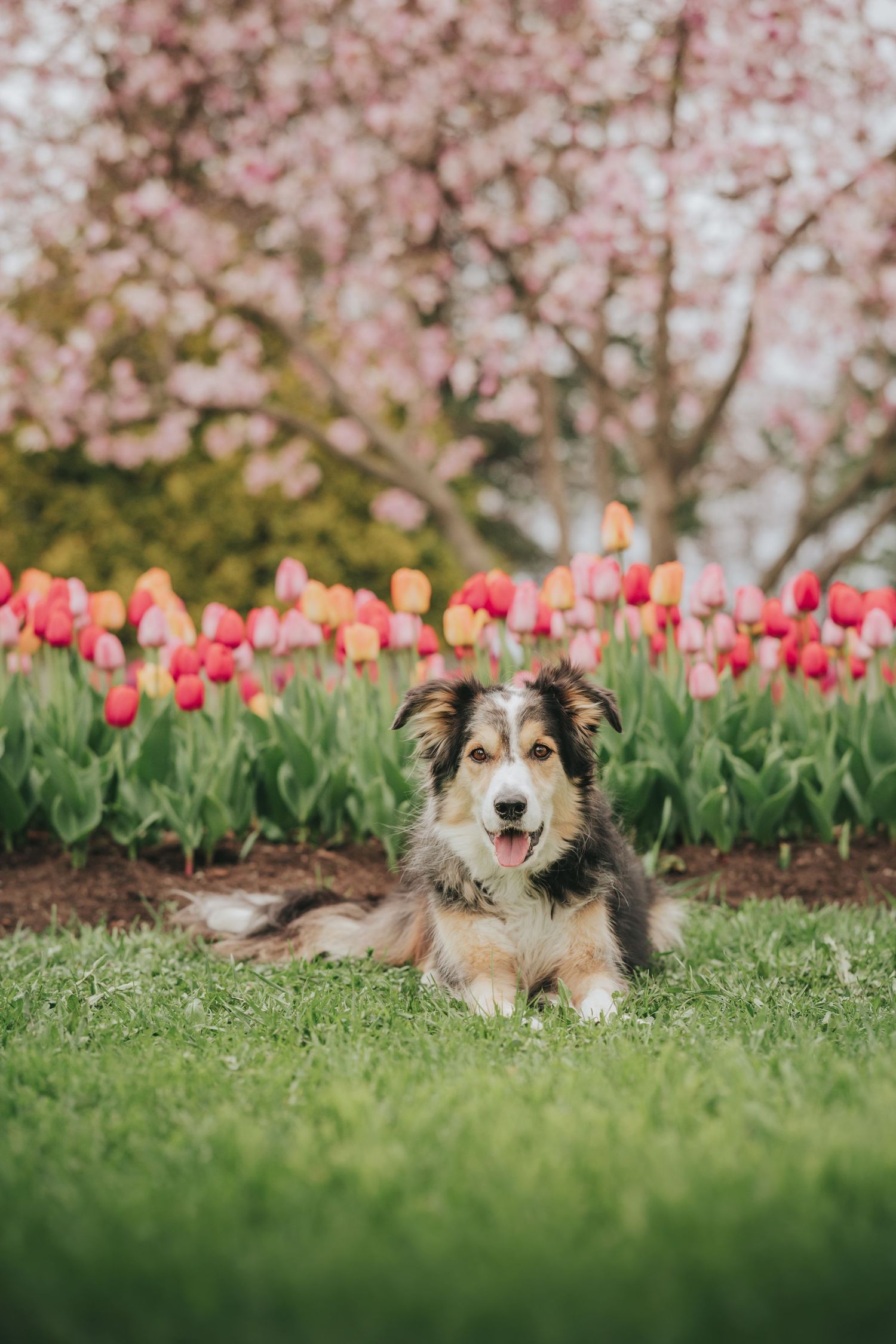 A happy Australian Shepherd dog lying on green grass in front of vibrant red and pink tulips with cherry blossoms.