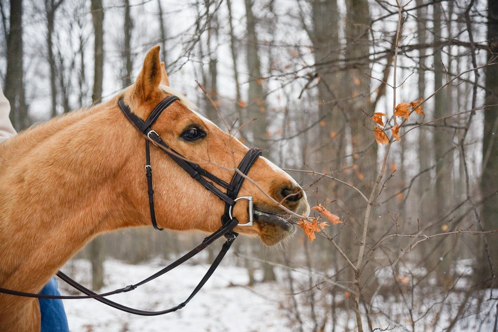Avery and her palomino horse Vegas during their winter photoshoot.