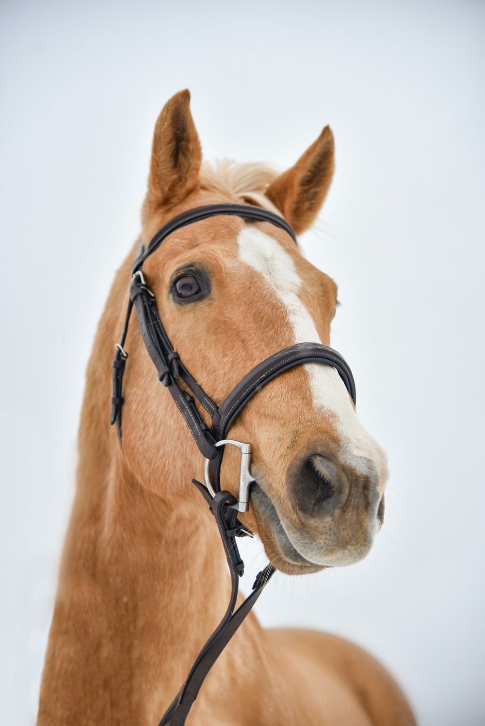 Avery and her palomino horse Vegas during their winter photoshoot.