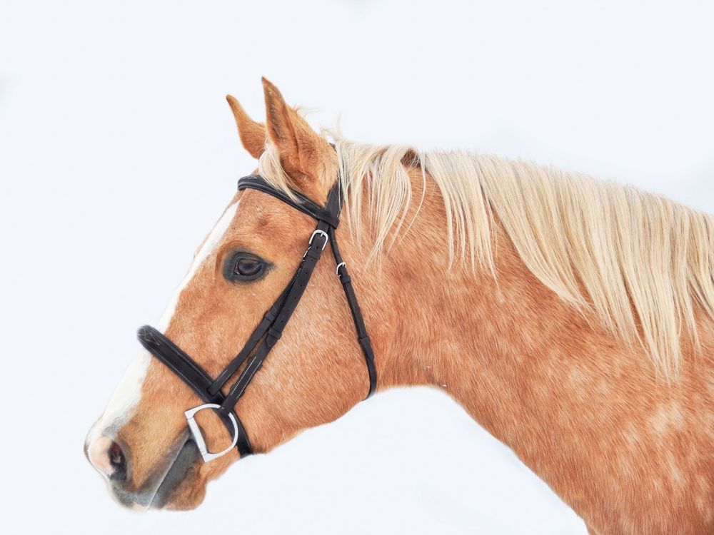 Avery and her palomino horse Vegas during their winter photoshoot.