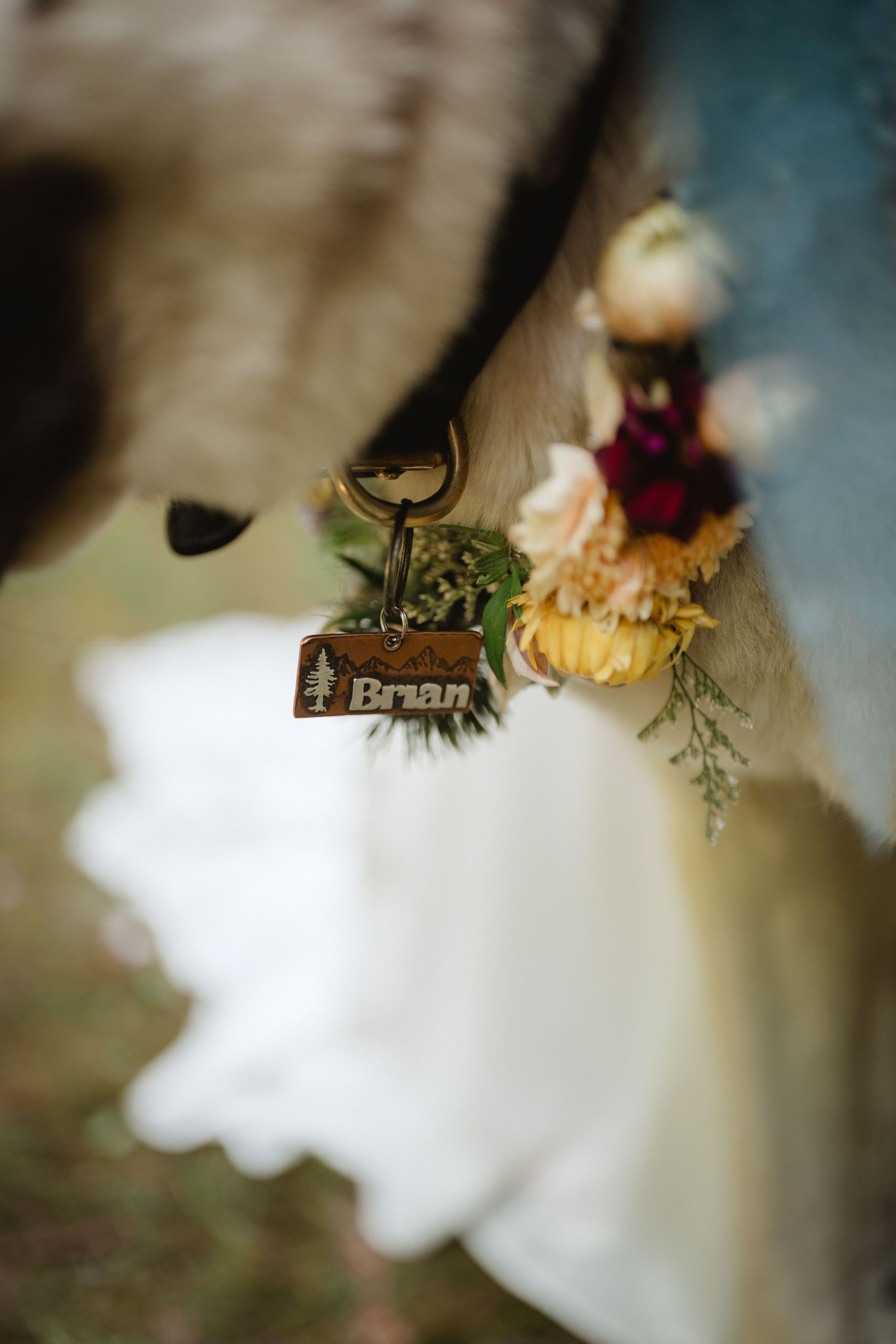 dog in wedding