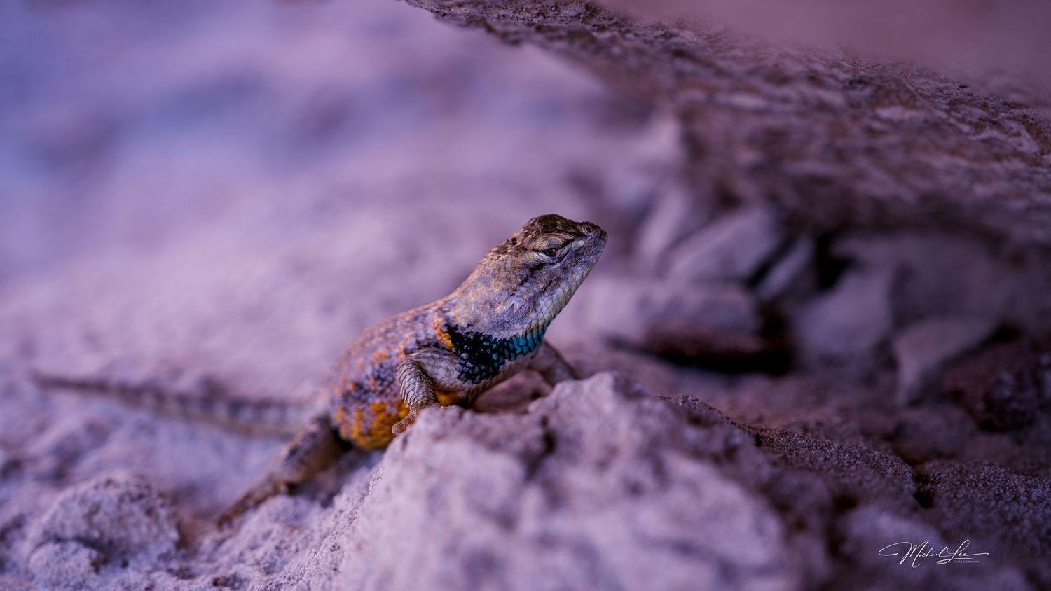 A colorful desert lizard rests on sandy ground in purple-tinted lighting.