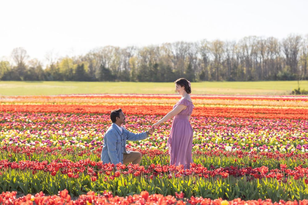 Man proposes to woman in vibrant tulip field with rows of red and pink flowers, trees in background.