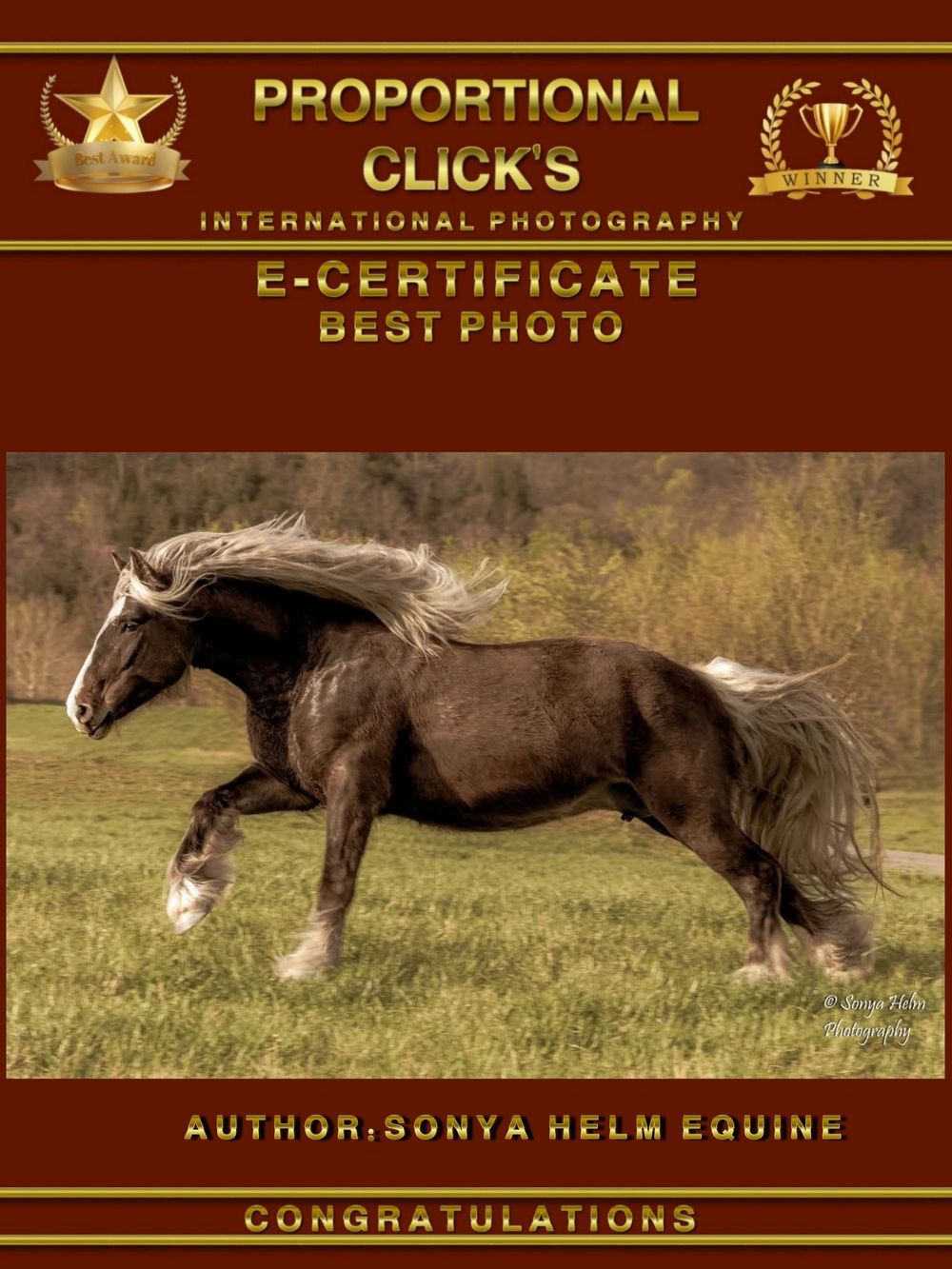Award certificate featuring a majestic brown horse with flowing mane running in a grassy field.