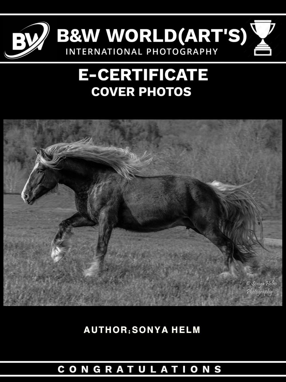 Black and white photography award certificate showing a horse galloping in a field.