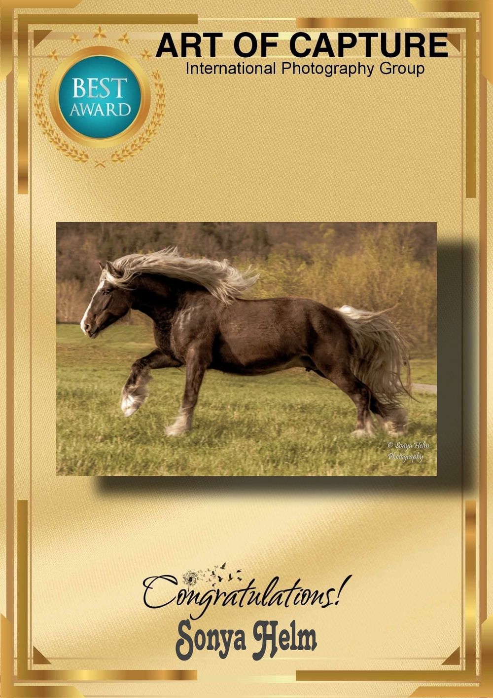 Golden-framed award certificate featuring a brown draft horse with flowing mane in motion.